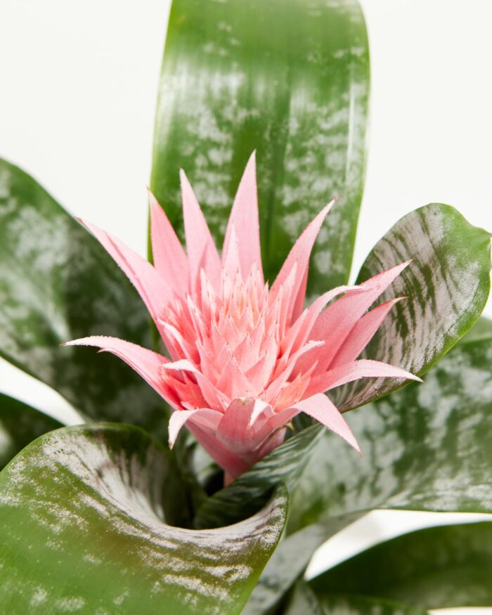 Pink Aechmea Bromeliad (Aechmea Fasciata) - Image 2