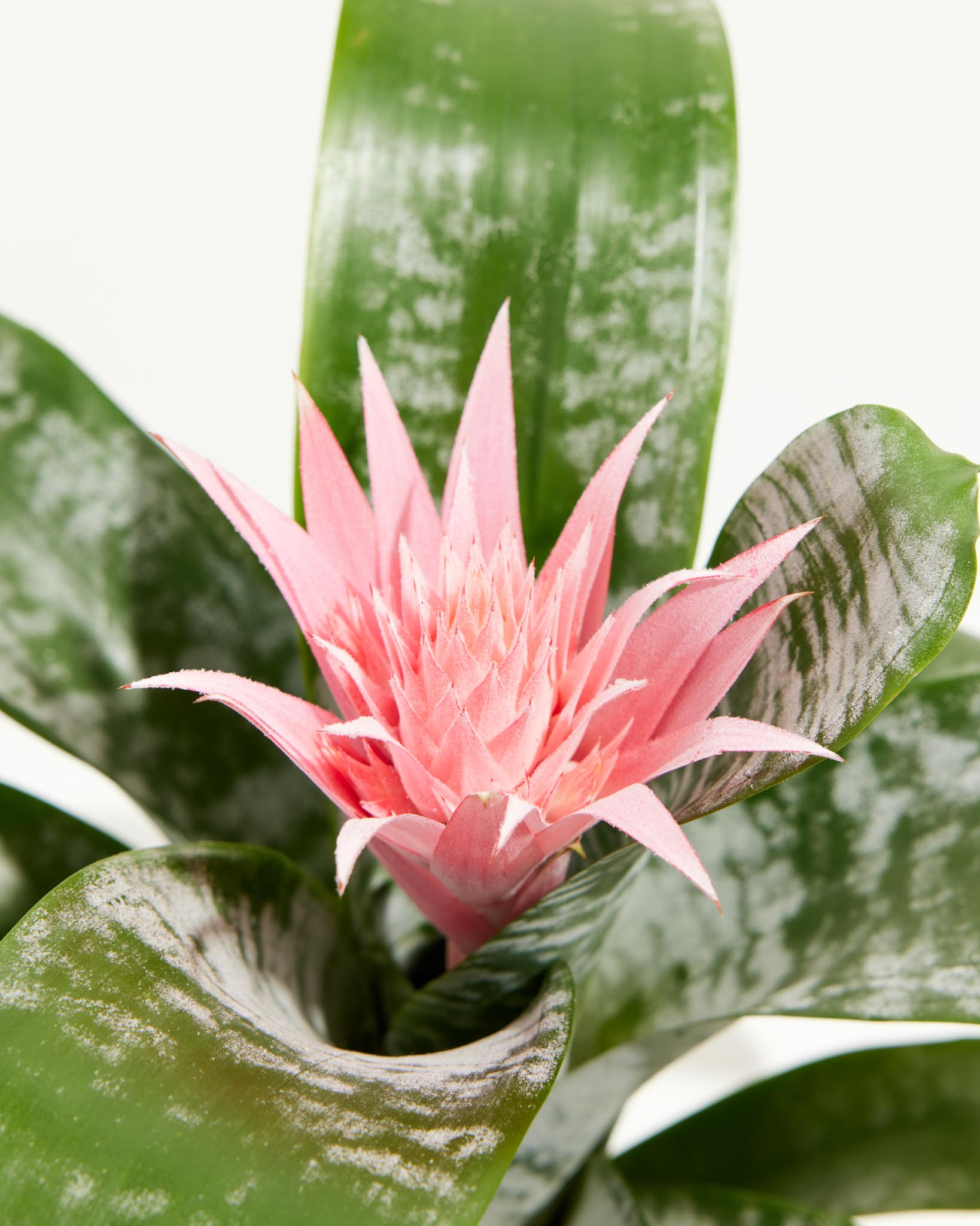BromeliadAechmeaPink_6IN_po_grower_detail-1