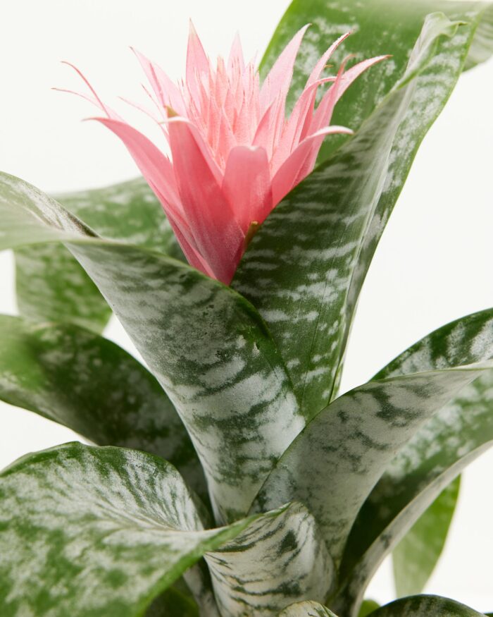 Pink Aechmea Bromeliad (Aechmea Fasciata) - Image 3