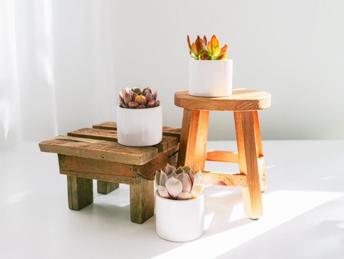 White Glaze Succulent Assortment - Image 3