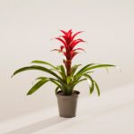 Bromeliad Guzmania