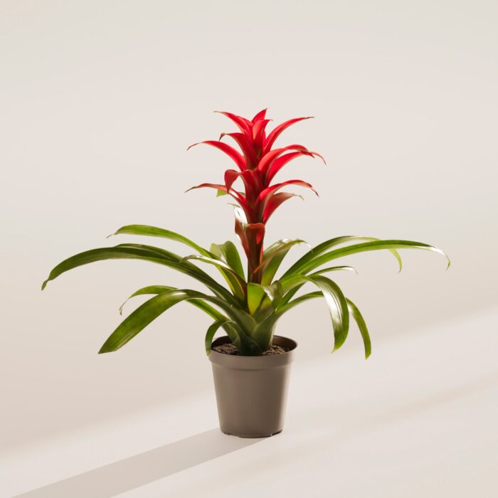 Bromeliad Guzmania