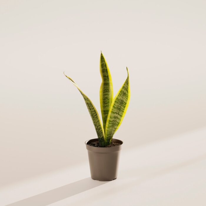 Variegated Sansevieria Laurentii (Snake Plant)