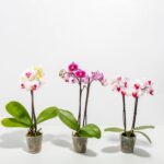 Moth Orchid Bundle