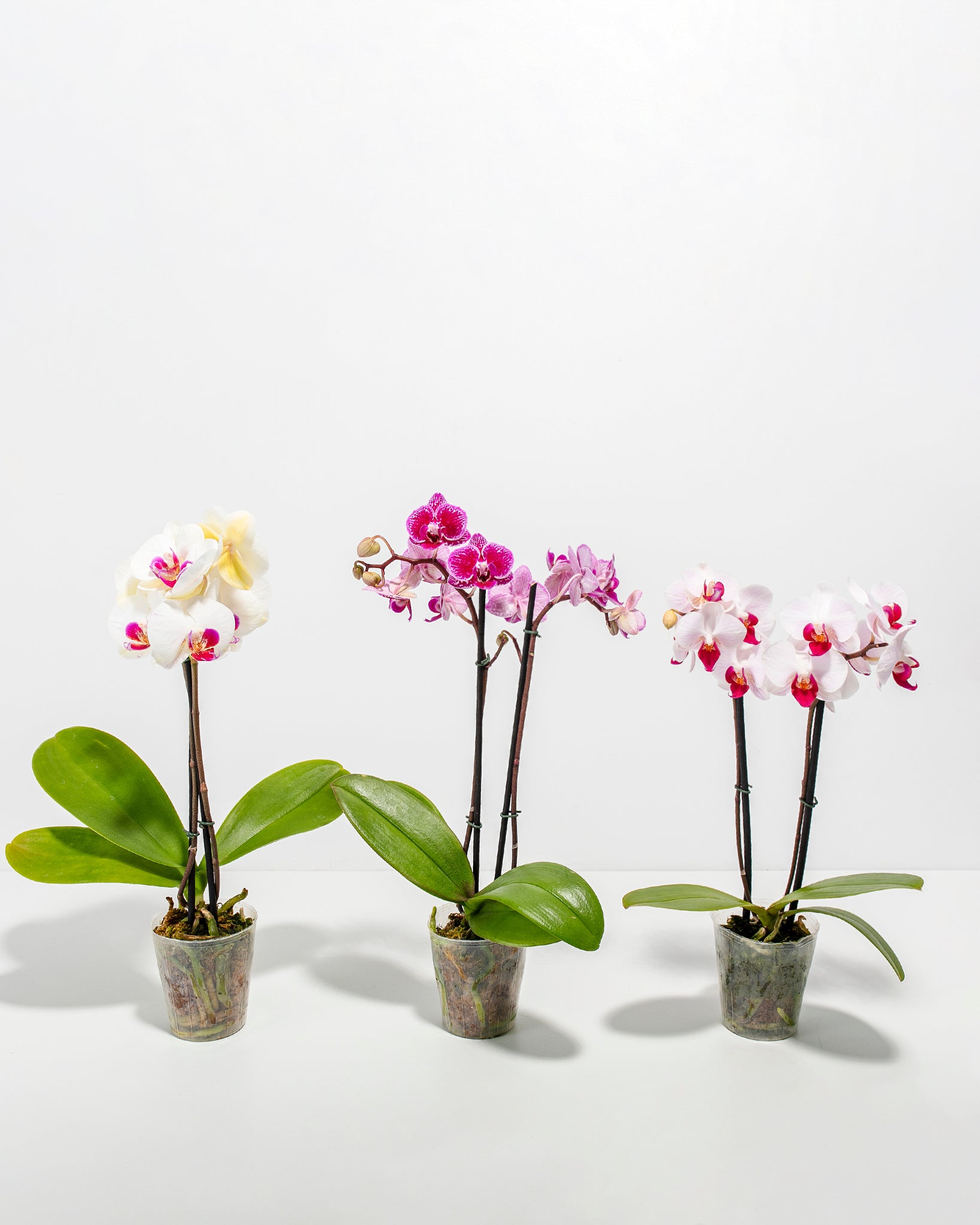 Pl_3in_3-PackAssorted-Phalaenopsis-Orchid_Grower_01