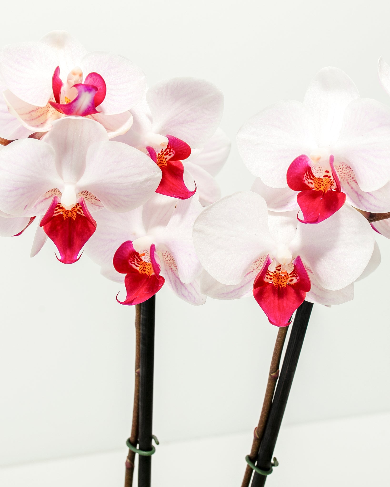 Pl_3in_3packAssorted-Phalaenopsis-Orchid_Detail_02