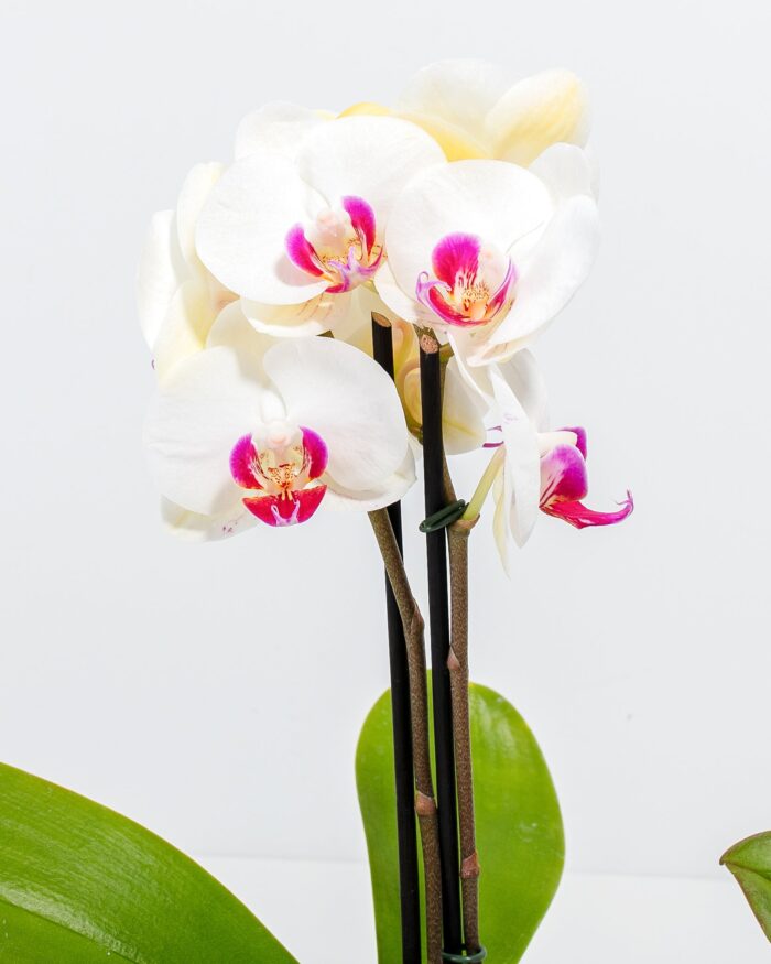Moth Orchid Bundle - Image 3