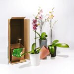 Orchid Plant Subscription