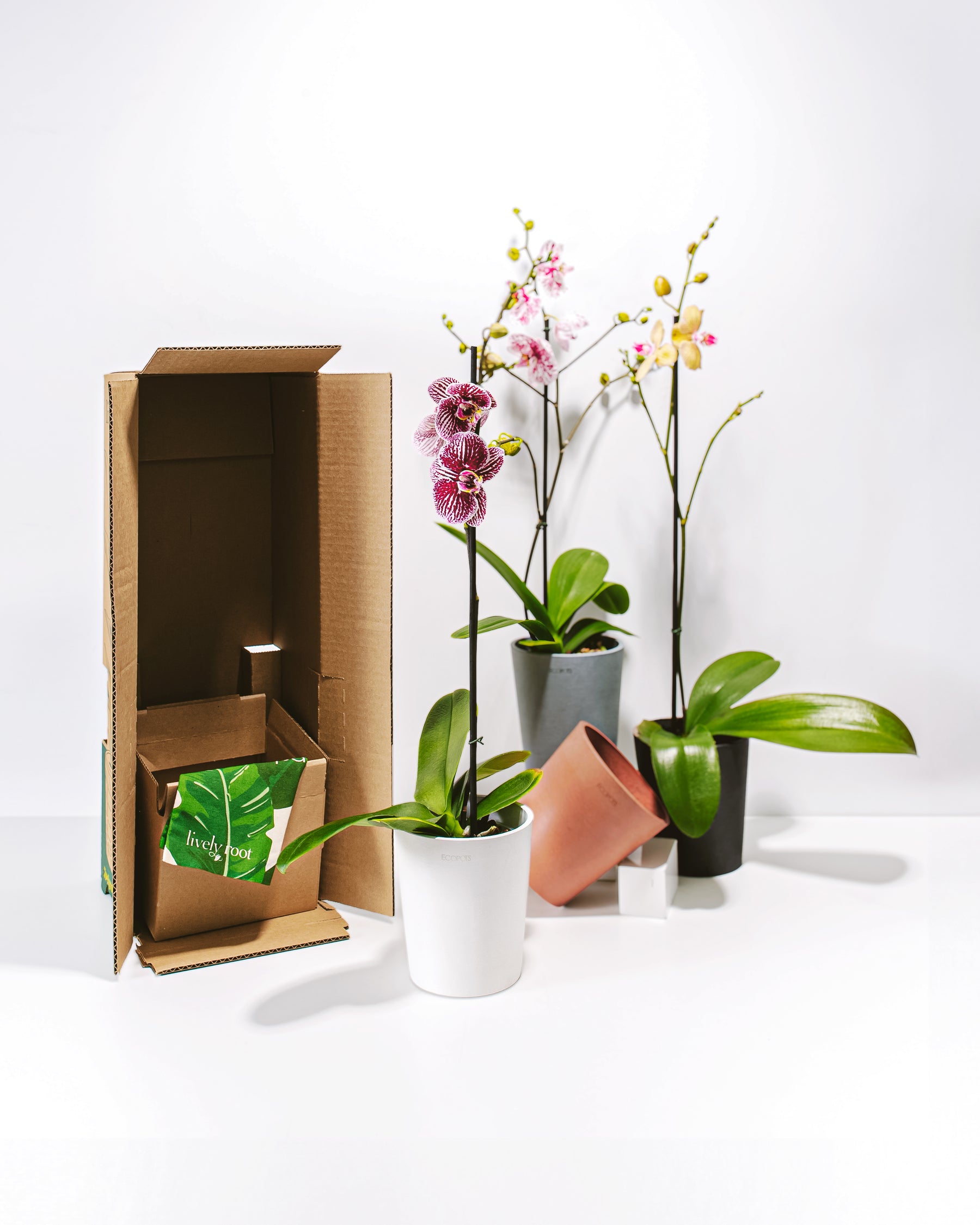Pl_5in_Orchid-02_Passport-Photo_White-Eco-Pot_01