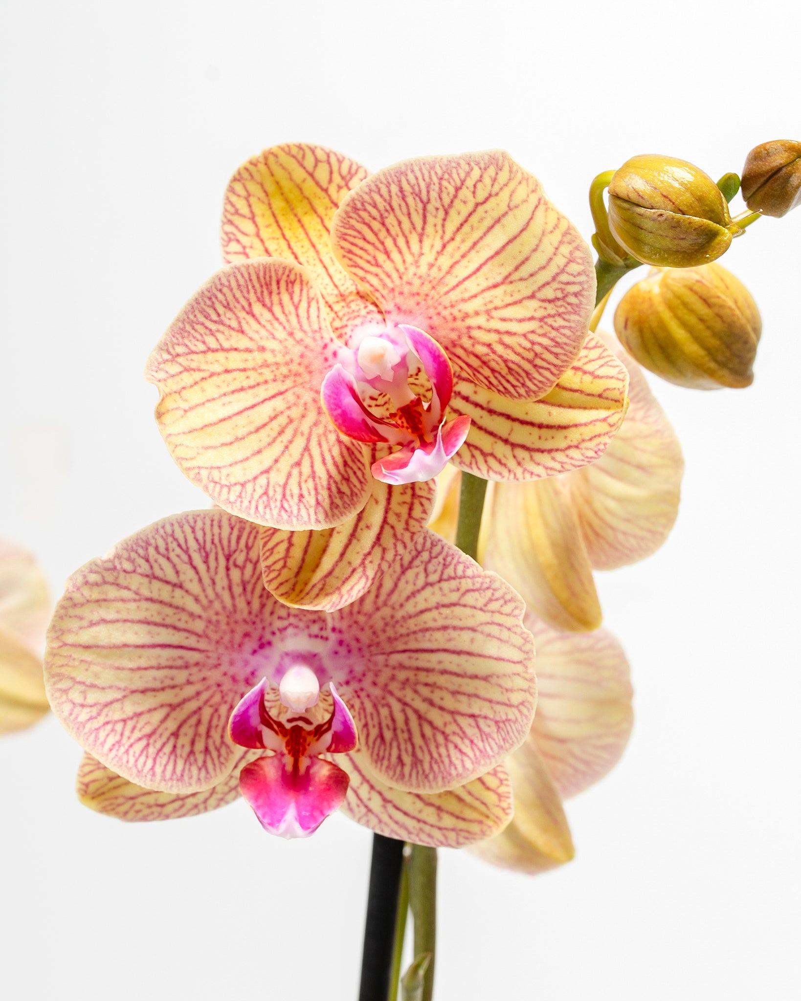 Pl_5in_Phalaenopsis-Arcadia-Orchid_Detail_01