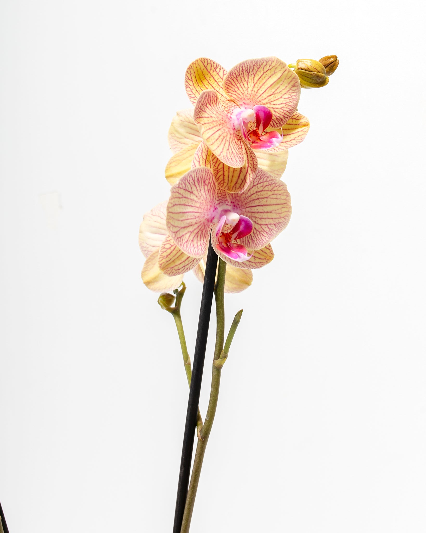 Pl_5in_Phalaenopsis-Arcadia-Orchid_Detail_03