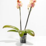 Arcadia Phalaenopsis Orchid