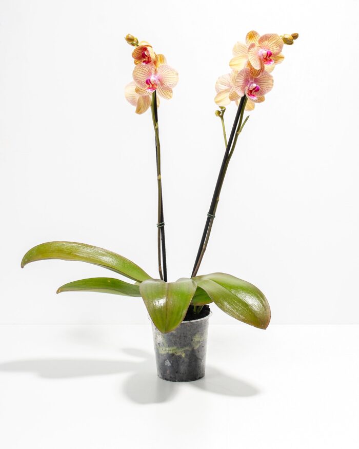 Arcadia Phalaenopsis Orchid