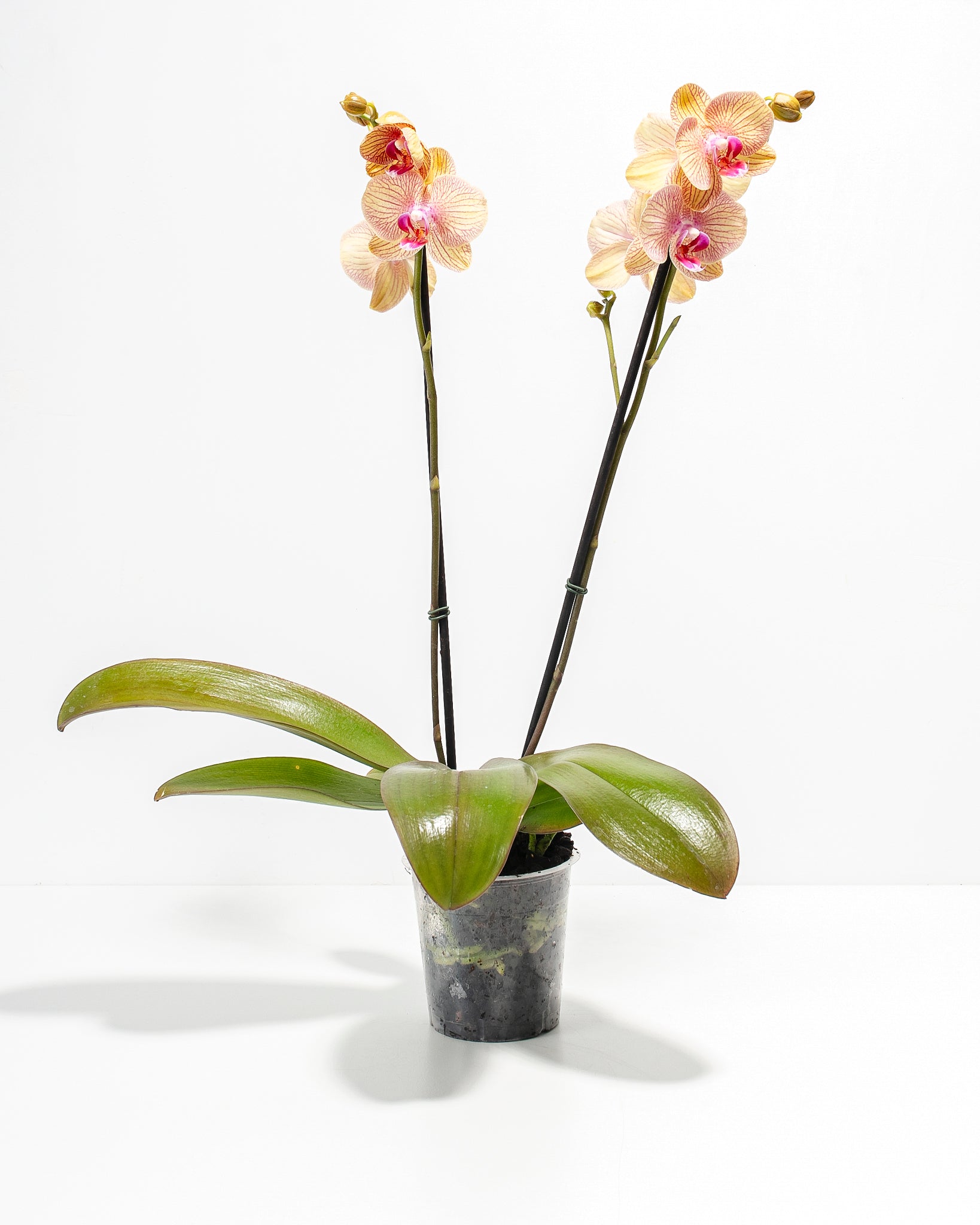 Pl_5in_Phalaenopsis-Arcadia-Orchid_Grower_01