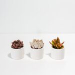 White Glaze Succulent Assortment