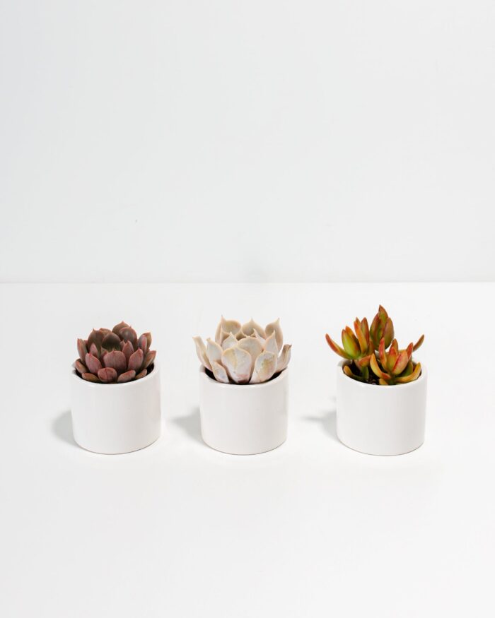 White Glaze Succulent Assortment