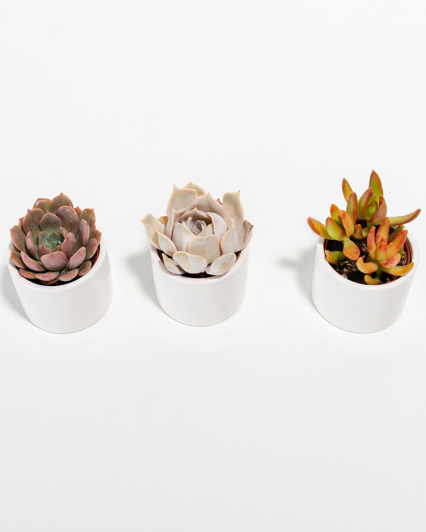 Pl_White-Glaze_White-Pot_3-pack_Detail_02