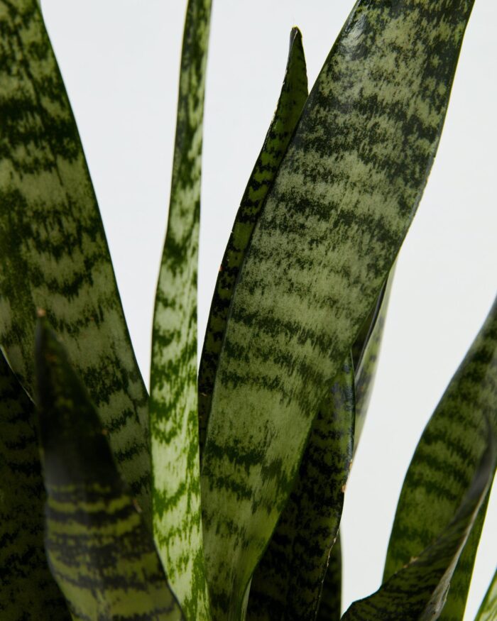 Sansevieria Zeylanica Snake Plant - Image 2