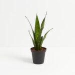 Sansevieria Zeylanica Snake Plant