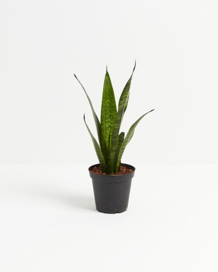 Sansevieria Zeylanica Snake Plant