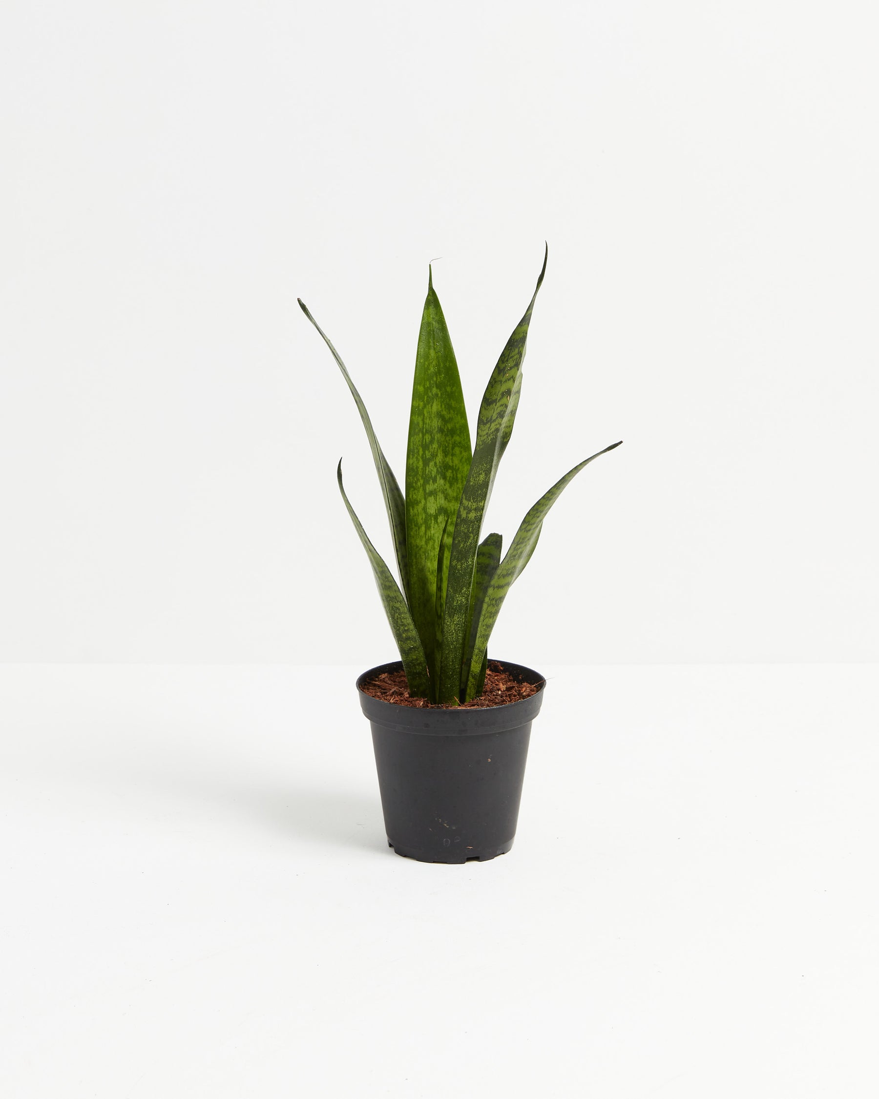 SanseveriaLaurentii_Grower_4