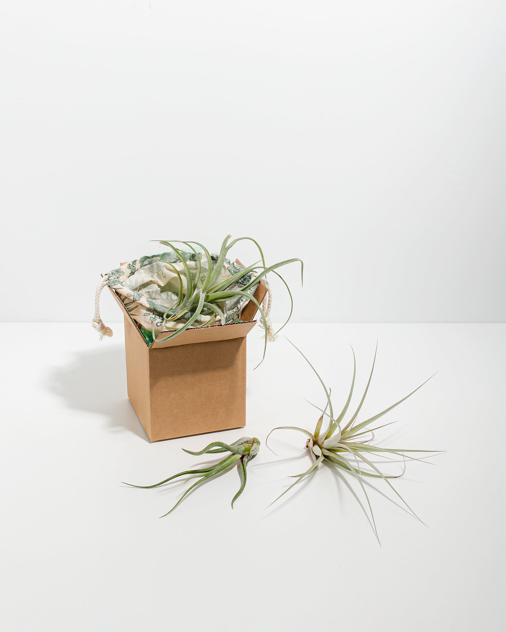 Sb_Air-Plant-Subscription_01_33a0e9ef-dba6-474d-a63e-528505c7d5f3