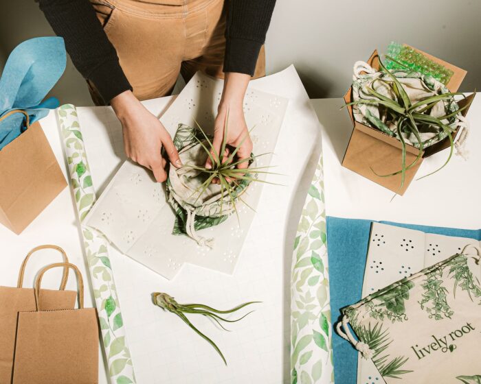 Air Plant Grab Bag - Image 3