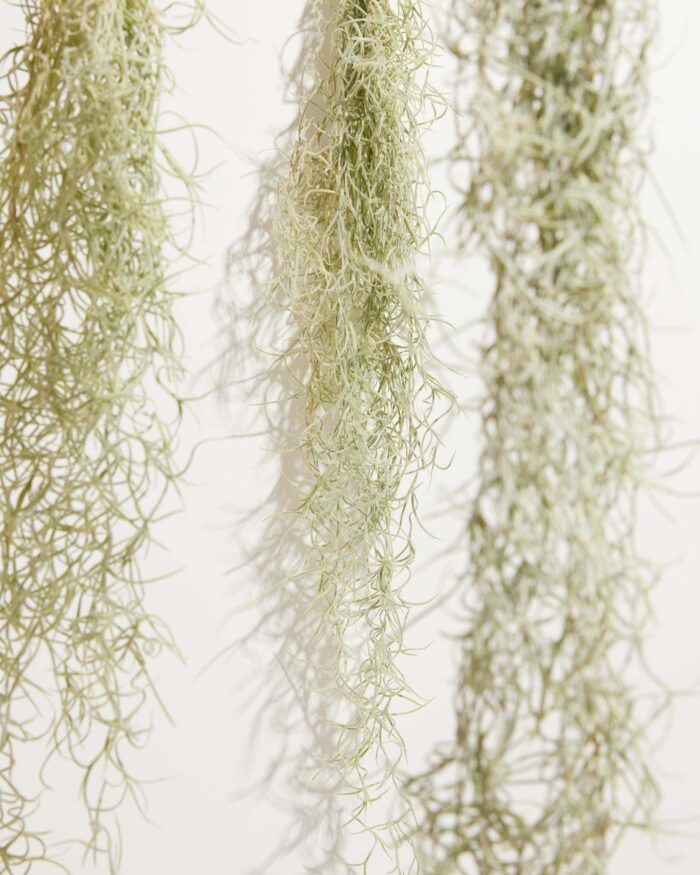 El Mejor Spanish Moss Air Plant - Image 3