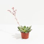 Echeveria Elegans