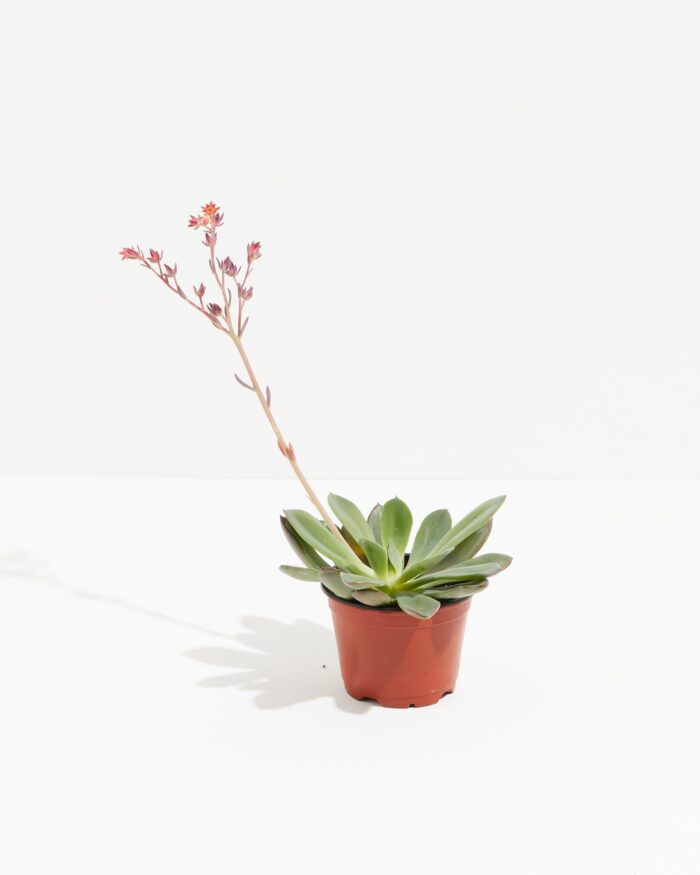 Echeveria Elegans