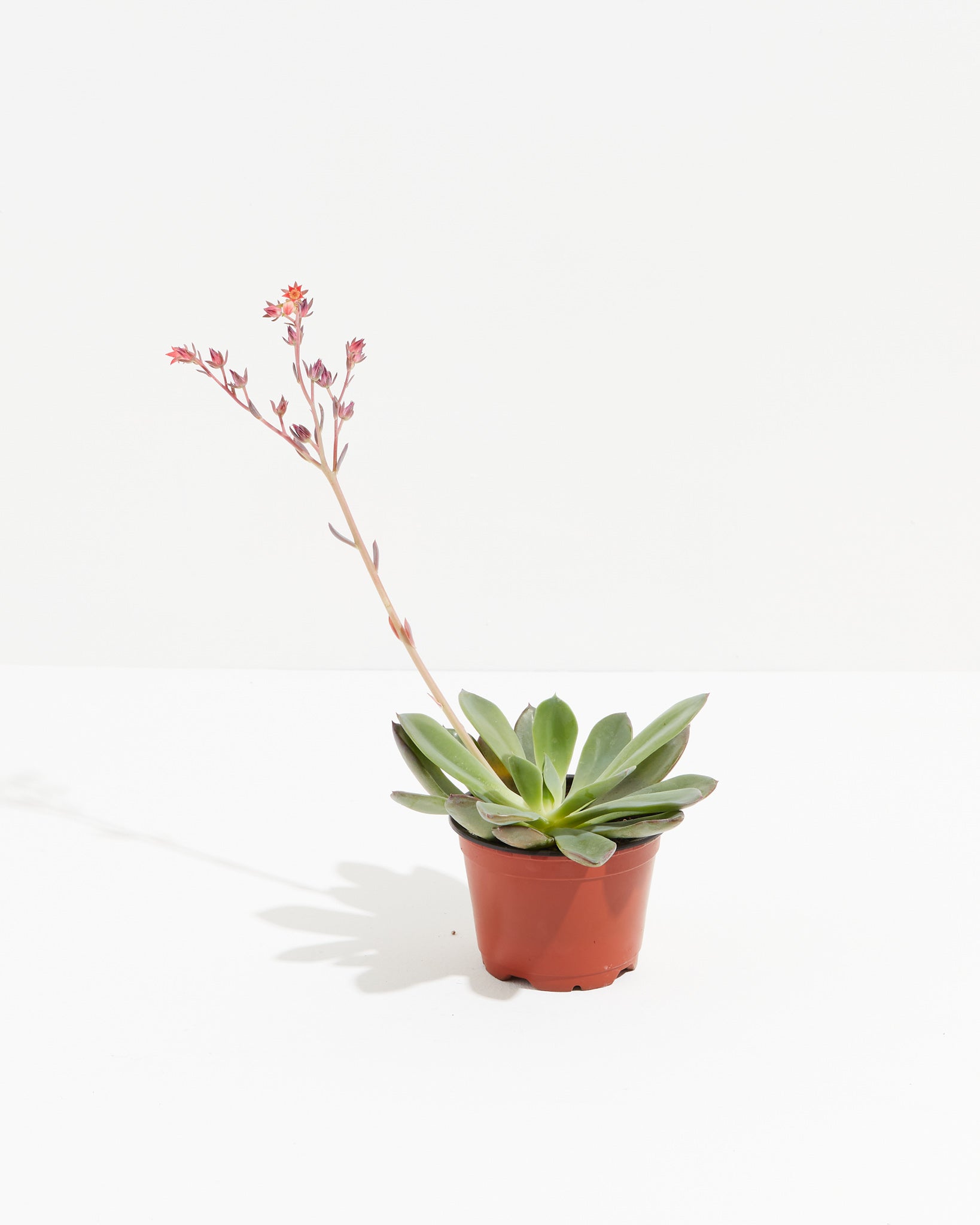 Succulent1
