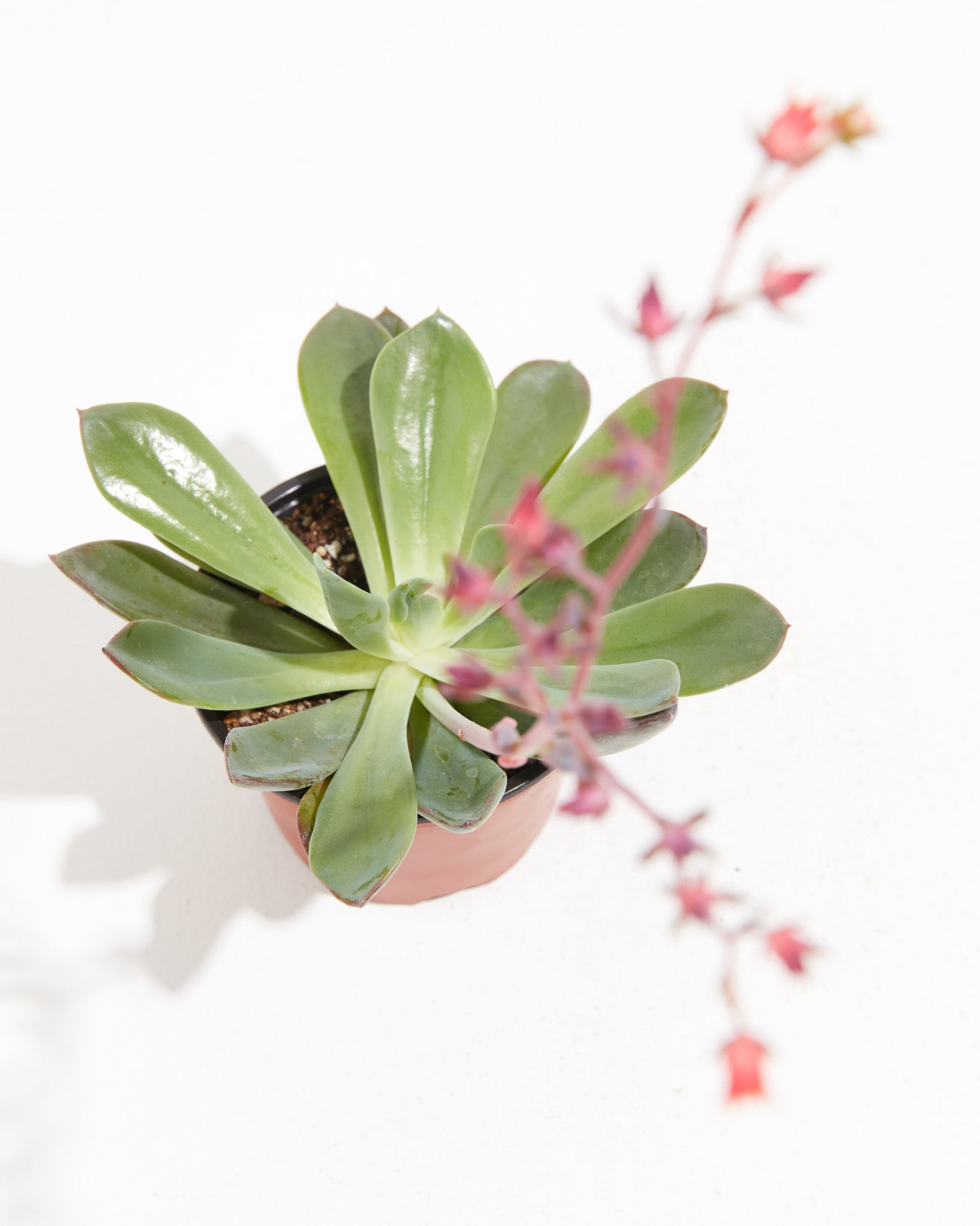 Succulent1_detail-2