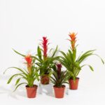 All The Guzmania Bromeliads