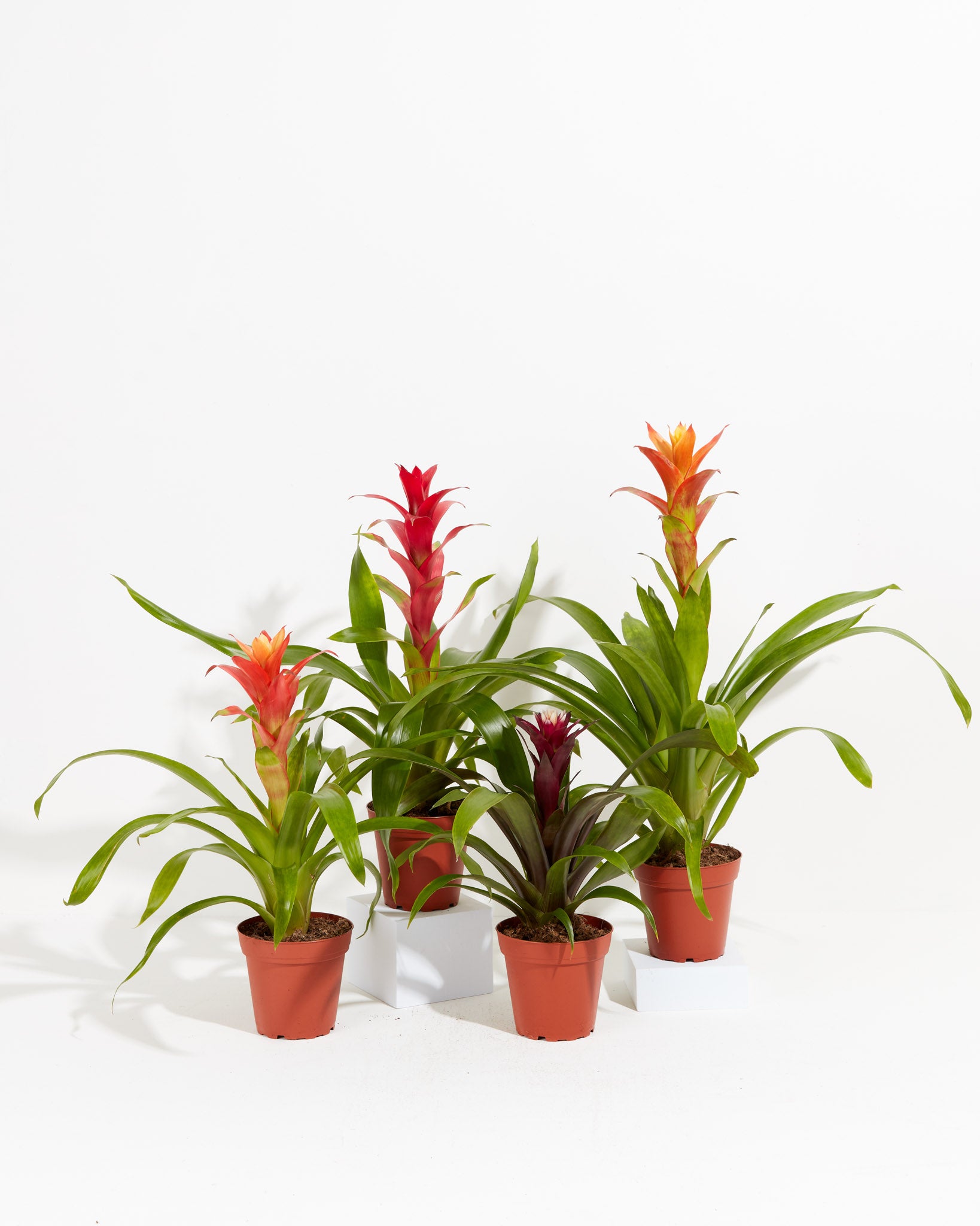 grp_brobundle_4IN_po_grower
