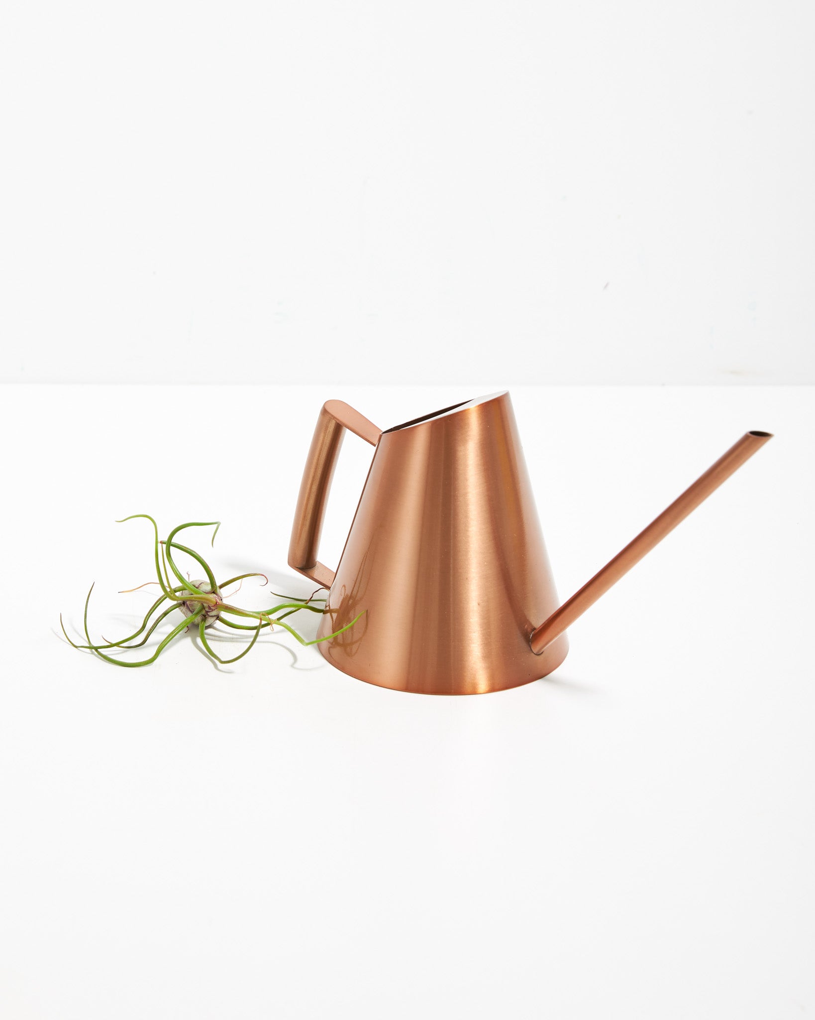pl_AirPlant6_po_can