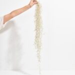 El Mejor Spanish Moss Air Plant