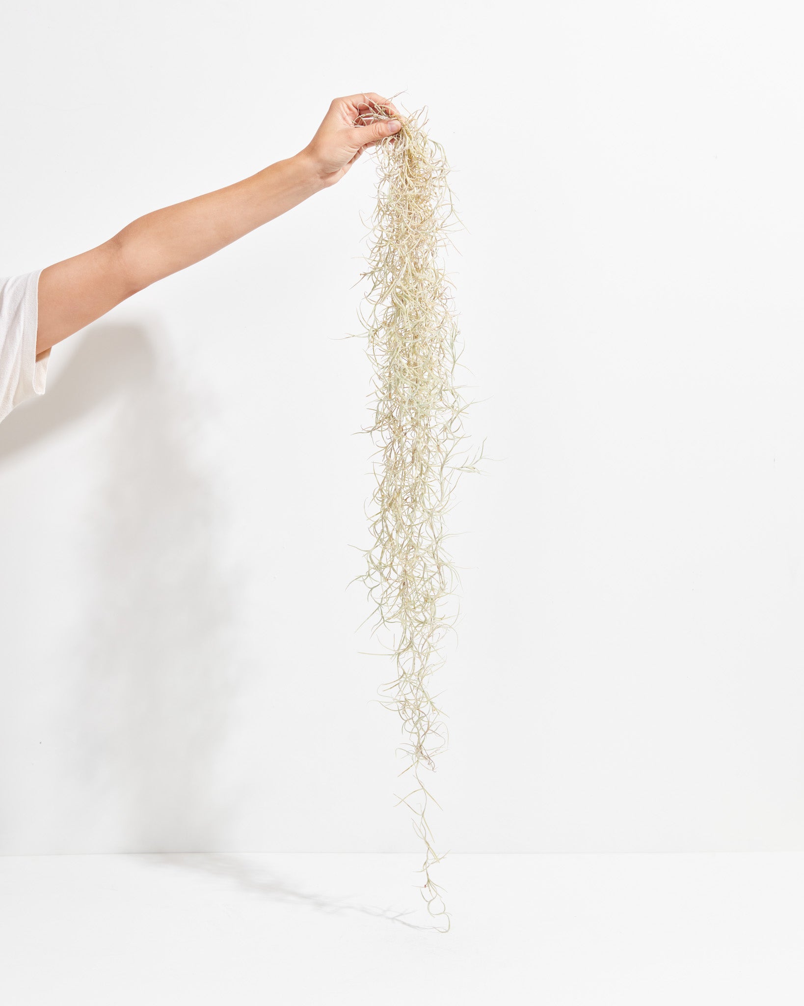 pl_Hanging2_Airplant2