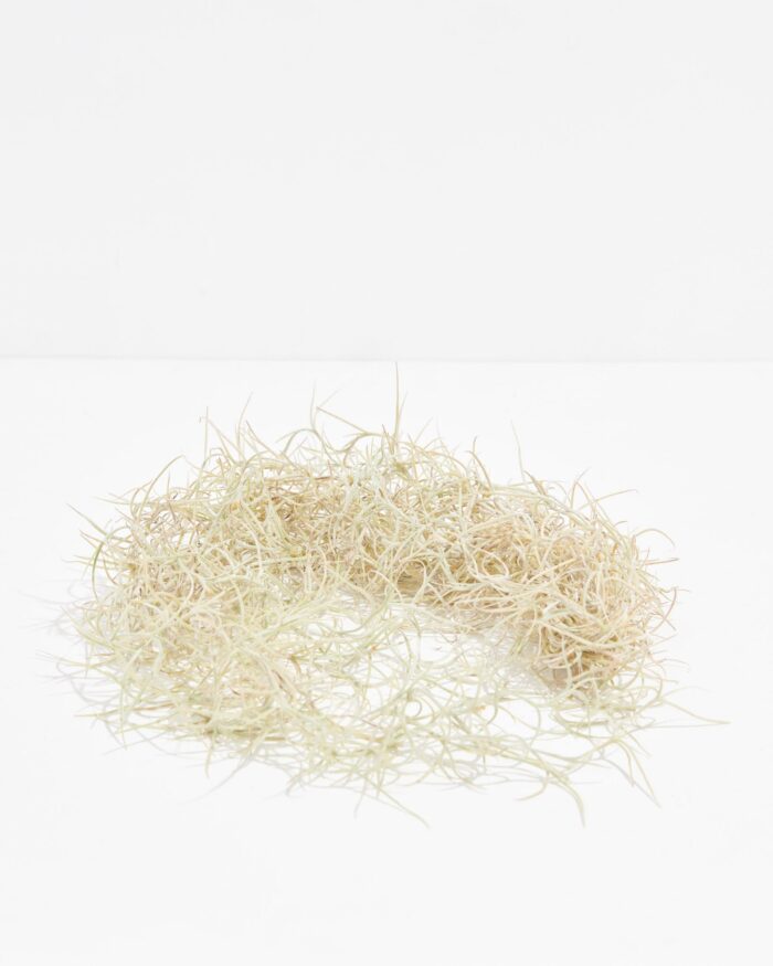 El Mejor Spanish Moss Air Plant - Image 2
