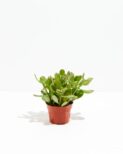 Jade Plant