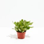 Jade Plant