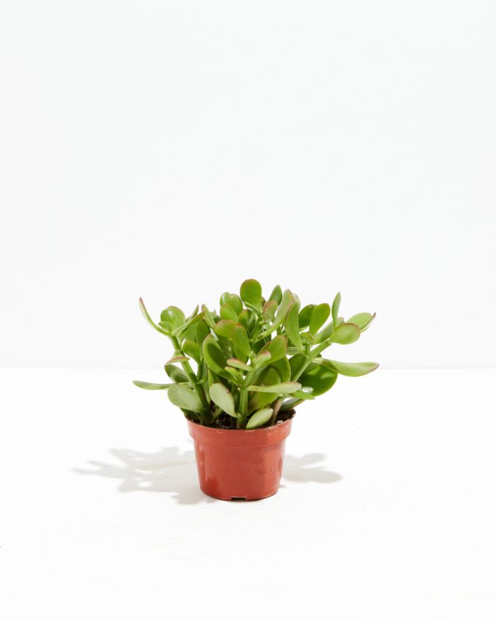 Jade Plant