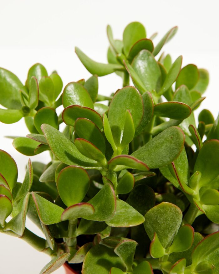 Jade Plant - Image 2