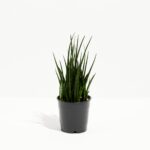Sansevieria Fernwood