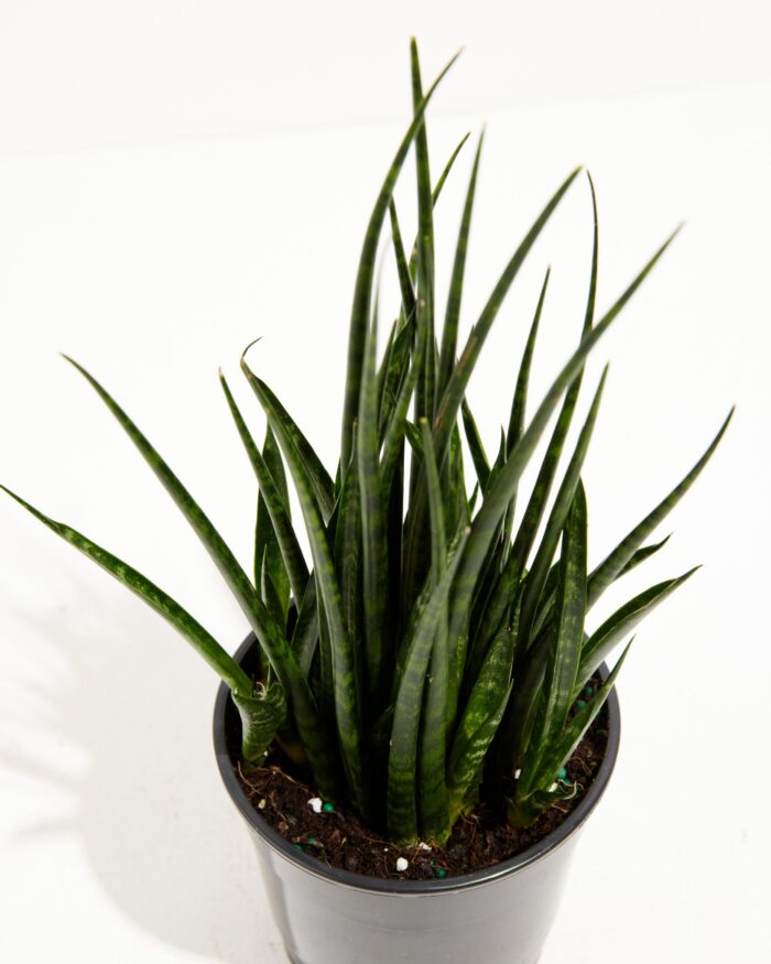 Sansevieria Fernwood - Image 3