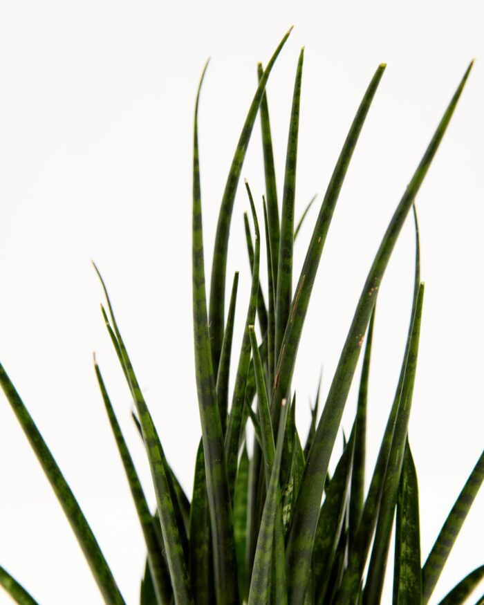 Sansevieria Fernwood - Image 2