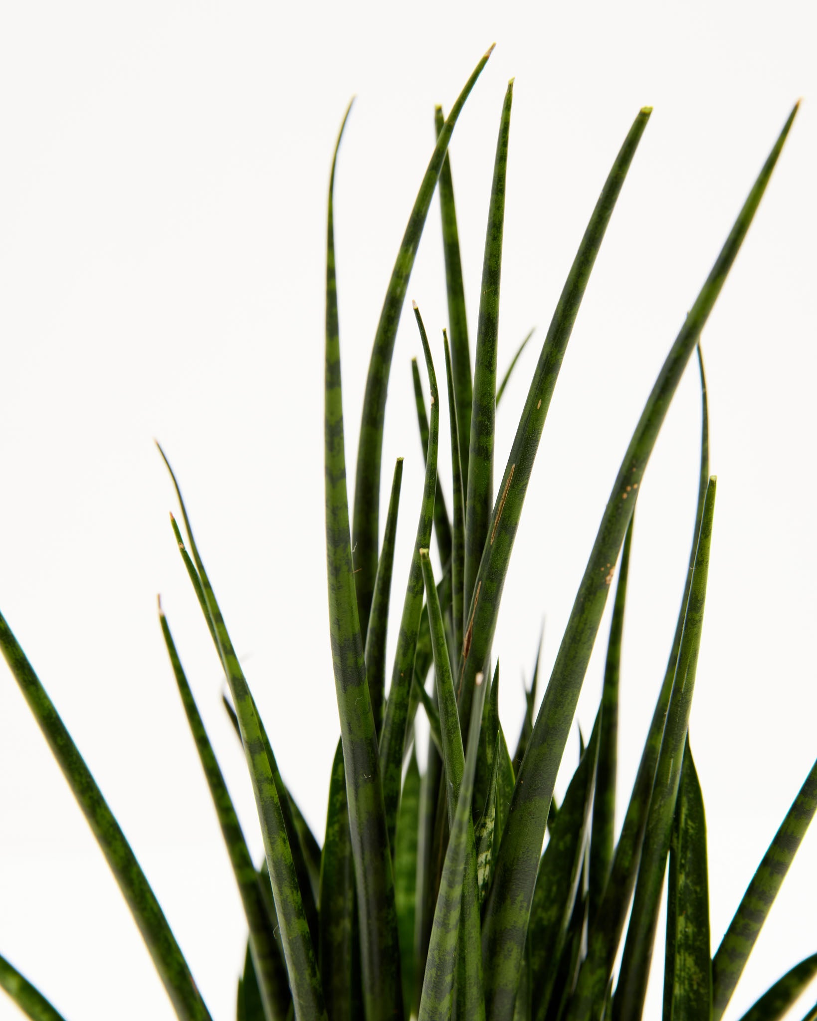 pl_SanseveriaFernwood_4IN_po_Grower-detail-2