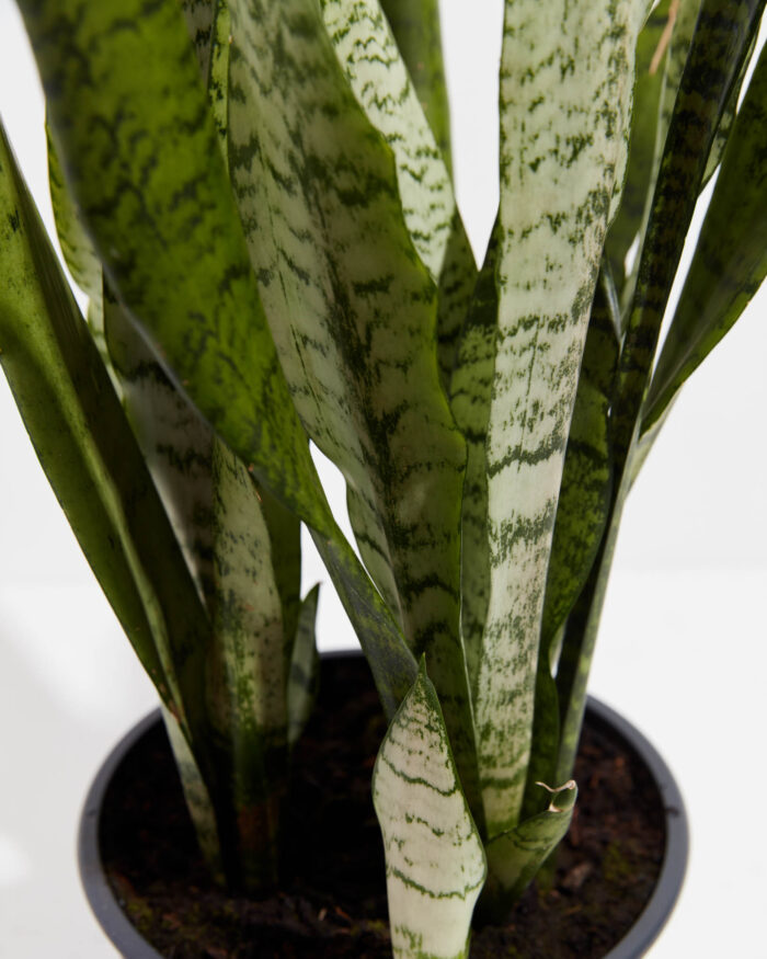 Sansevieria Zeylanica Snake Plant - Image 3
