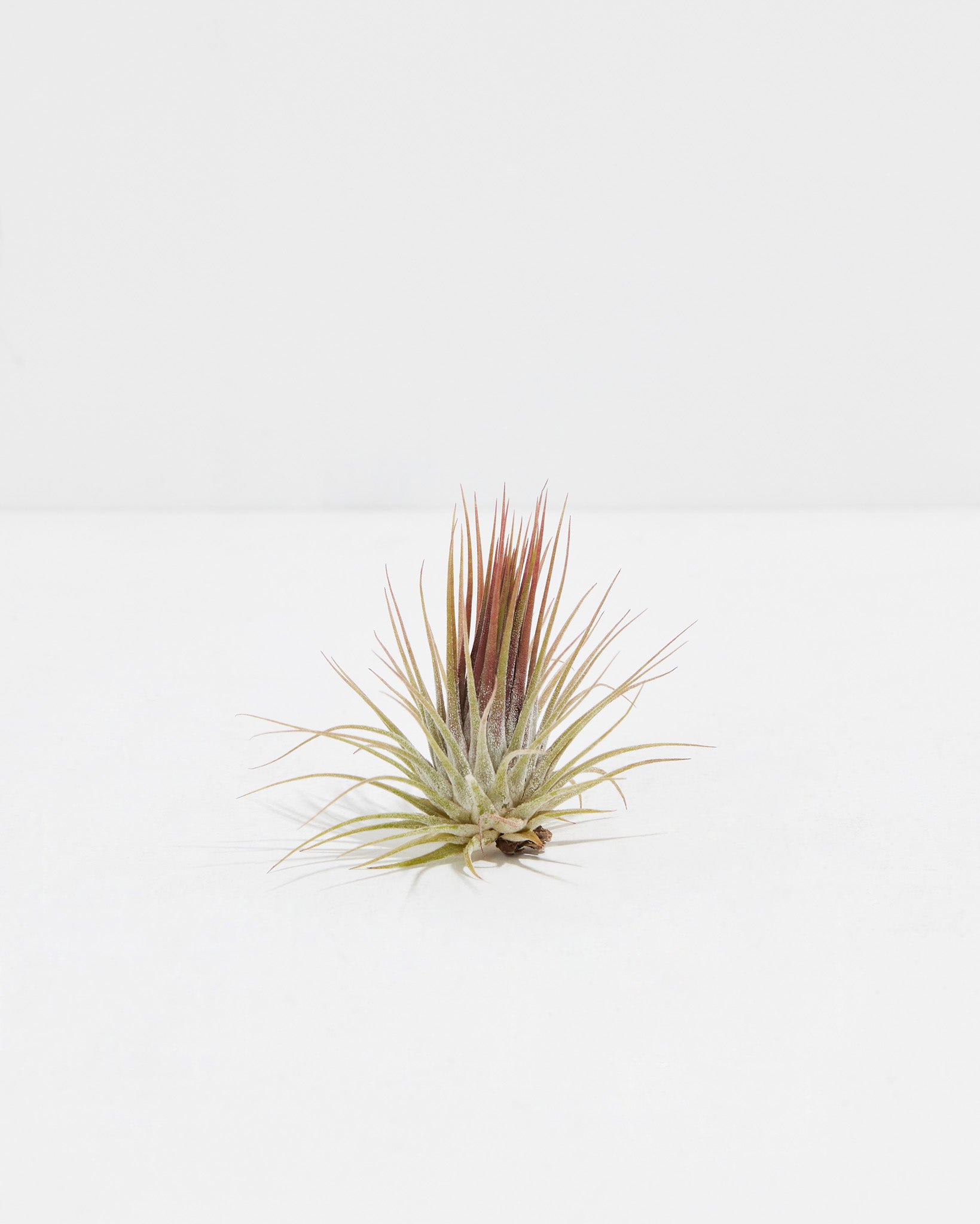 pl_TionanthaGuatemala_Airplant