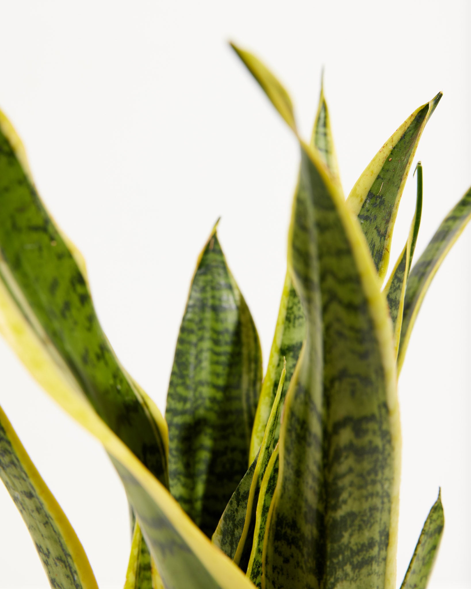 pl_VariegatedLaurentii_6IN_po_grower_detail-2