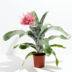 Pink Aechmea Bromeliad (Aechmea Fasciata)